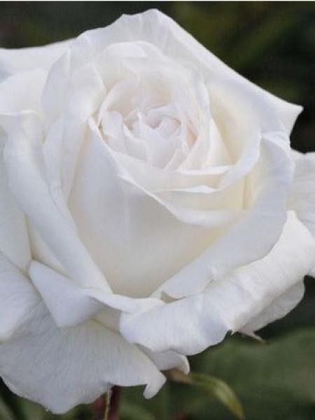 Rosier Thé moderne 'Pierre Arditi'