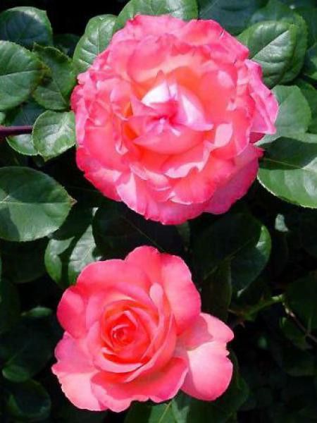 Rosier Thé moderne 'Pink Panther'