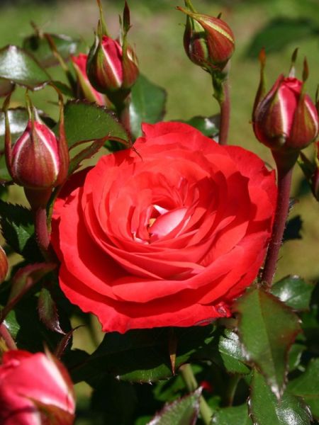 Rosier Thé moderne 'Planten un Blomen'