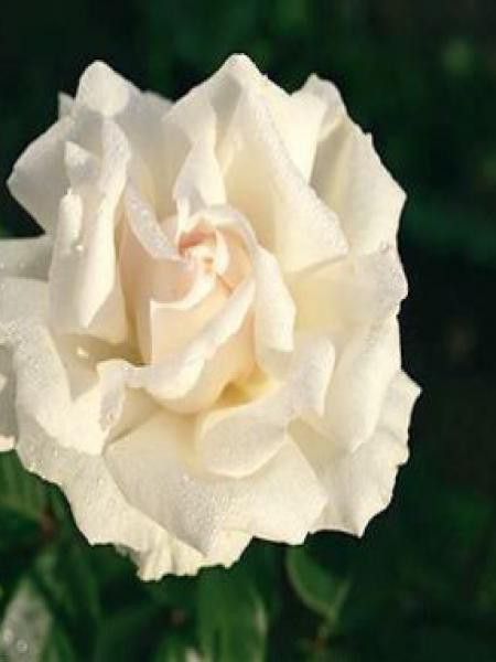 Rosier Thé moderne 'Poker'