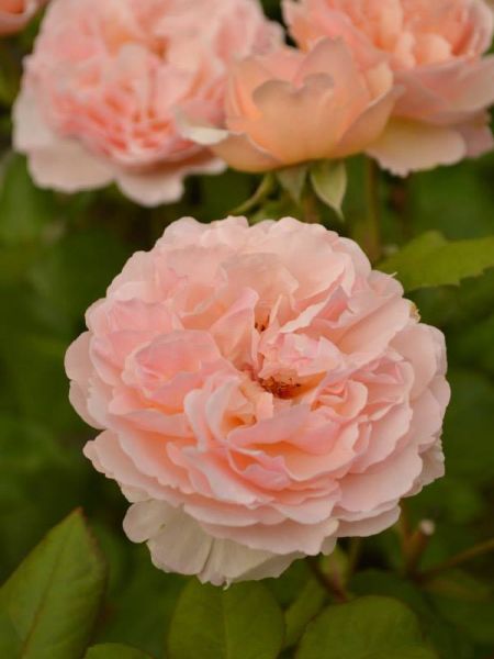 Rosier Thé moderne 'Princesse Charlène de Monaco'