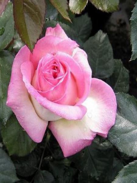 Rosier Thé moderne 'Princesse de Monaco'