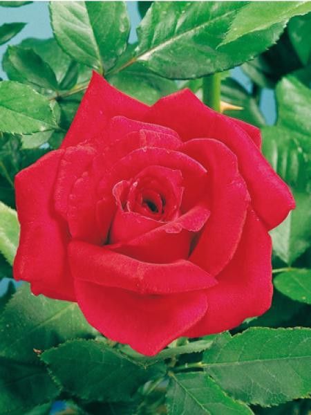 Rosier Thé moderne 'Proud Land®'