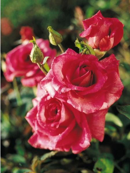 Rosier Thé moderne 'Purple Passion®'