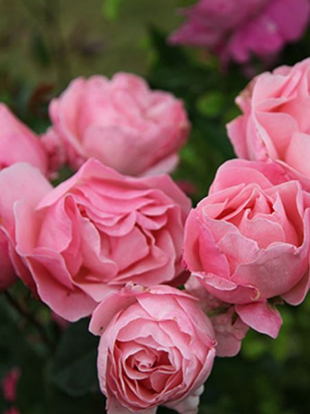 Rosier Thé moderne 'Queen Elisabeth'