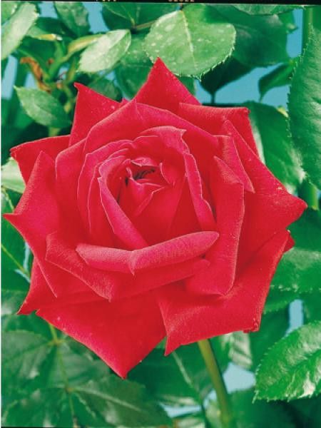 Rosier Thé moderne 'Red Masterpiece'
