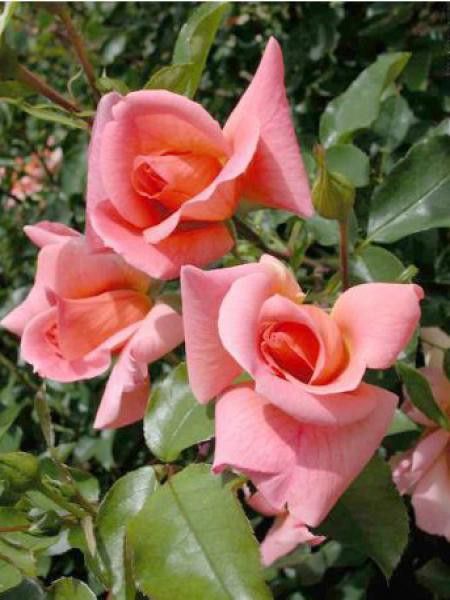 Rosier Thé moderne 'Regatta'