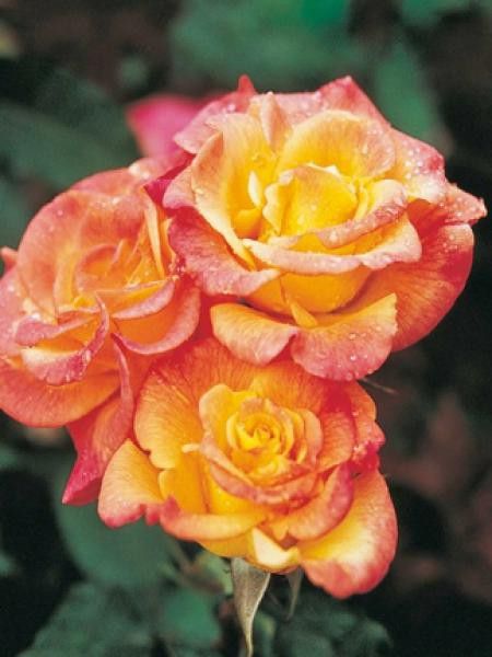 Rosier Thé moderne 'Rio Samba'