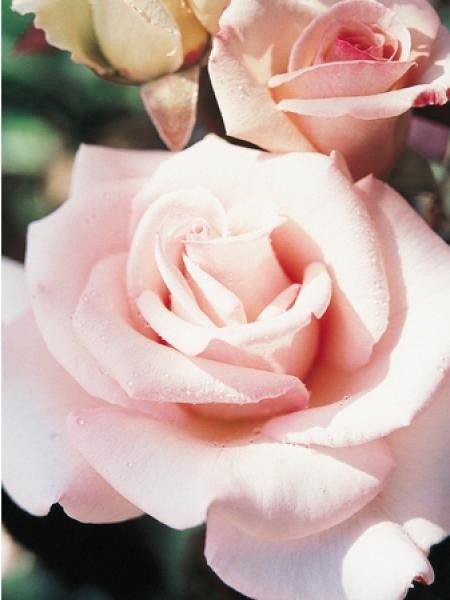 Rosier Thé moderne 'Rose Bayard'®