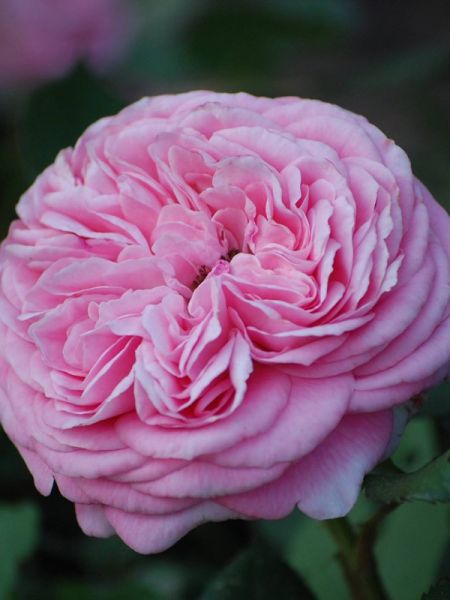 Rosier Thé moderne 'Rosengräfin Marie Henriette'®