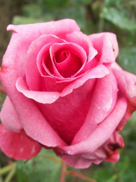 Rosier Thé moderne 'Sabine'