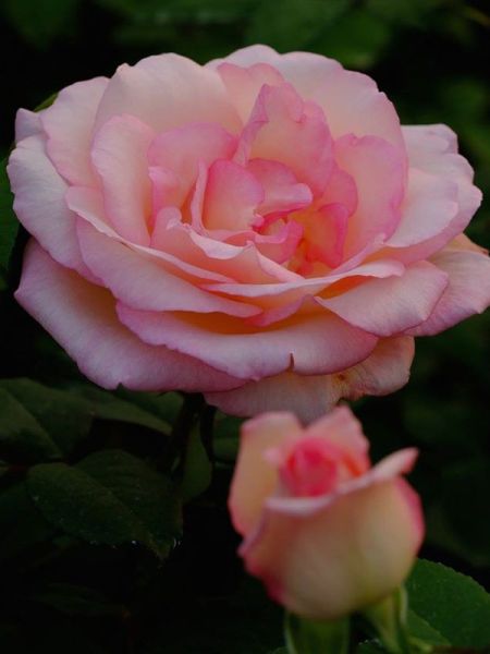 Rosier Thé moderne 'Souvenir de Baden Baden'