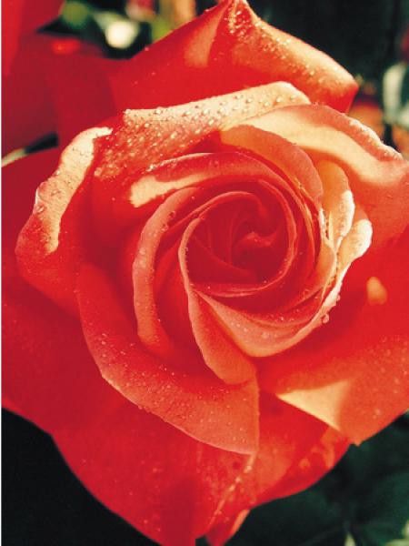 Rosier Thé moderne 'Spice Twice'®