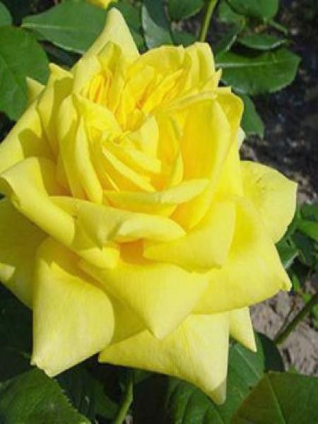 Rosier Thé moderne 'Starlite'