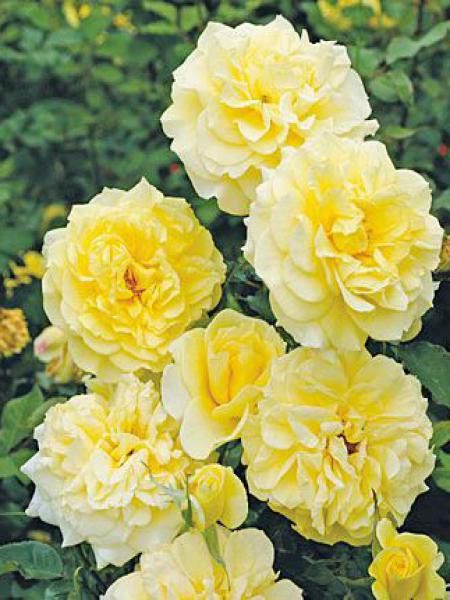 Rosier Thé moderne 'Sterntaler'