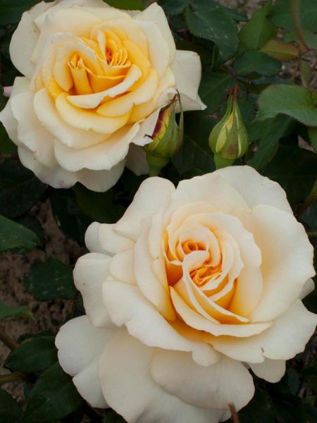 Rosier Thé moderne 'Sunny Sky'