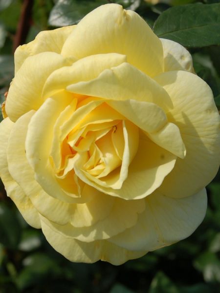 Rosier Thé moderne 'Sunstar'®