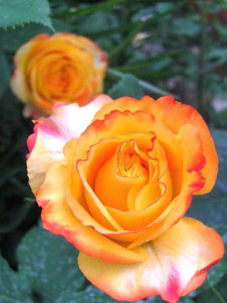 Rosier Thé moderne 'Tahitian Sunset'®
