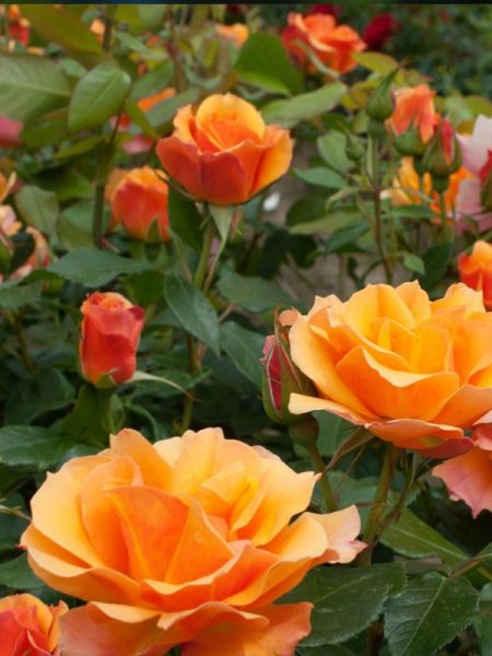 Rosier Thé moderne 'Tequila'