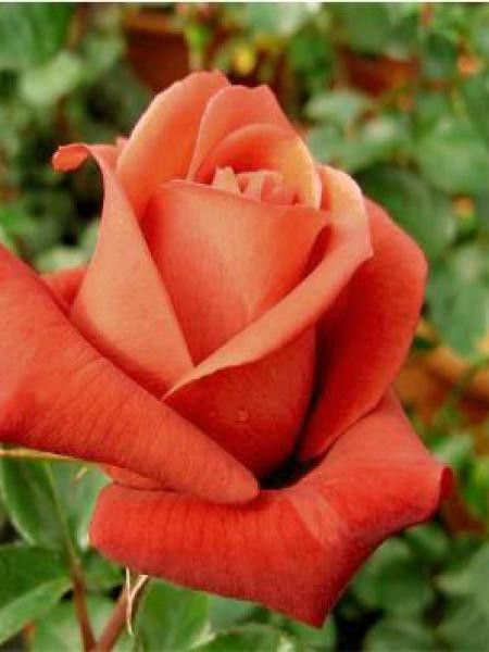 Rosier Thé moderne 'Terra Cotta'