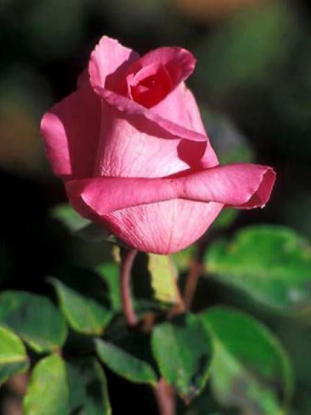 Rosier Thé moderne 'The Mac Cartney Rose'