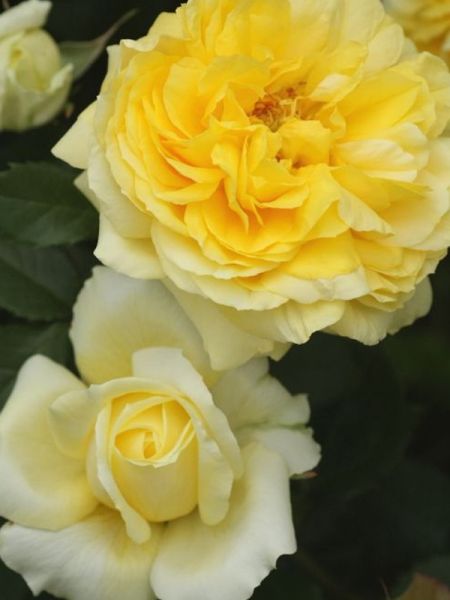 Rosier Thé moderne 'Toulouse-Lautrec'