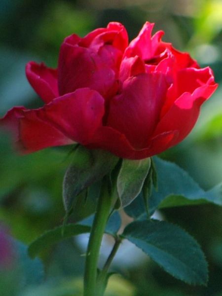 Rosier Thé moderne 'Traviata'