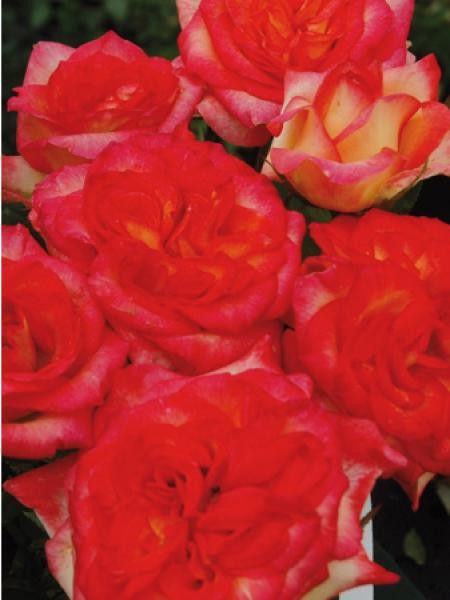 Rosier Thé moderne 'Valérie Lejeune'®