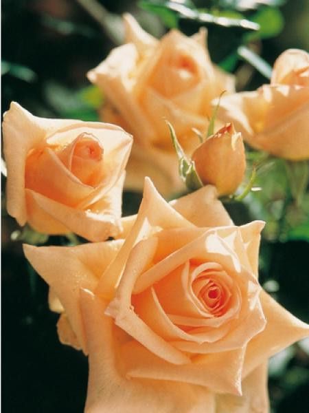 Rosier Thé moderne 'Vanilla Perfume'