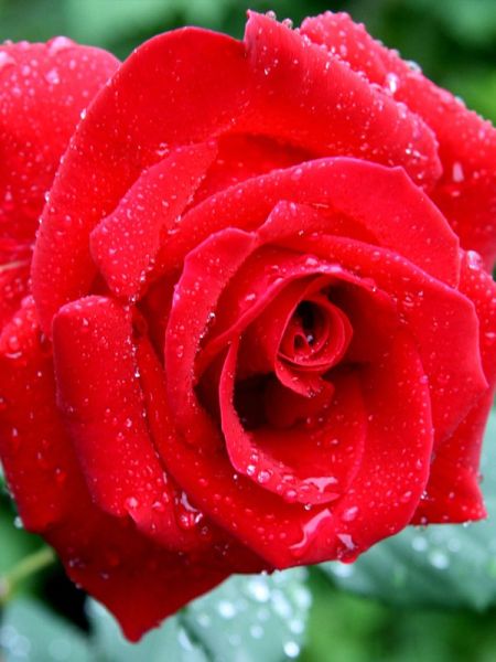 Rosier Thé moderne 'Veterans' Honor®'