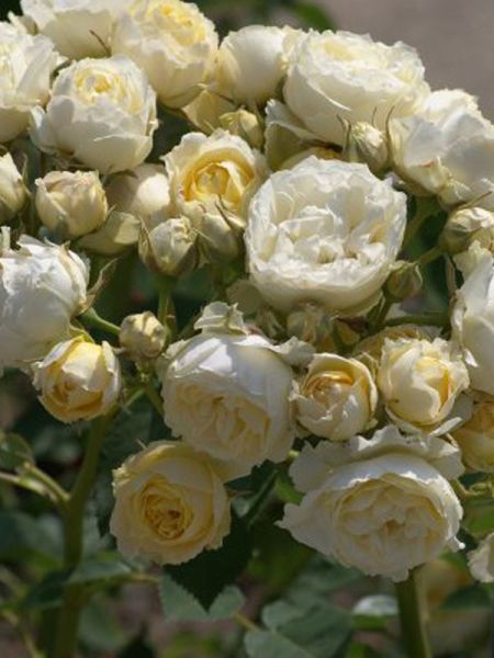 Rosier Thé moderne 'Winter Lodge'®