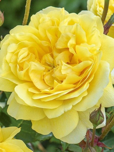 Rosier 'The Poet's Wife'