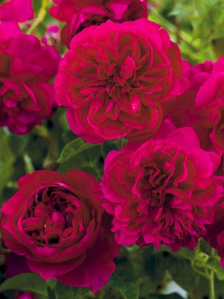 Rosier 'Thomas à Becket'