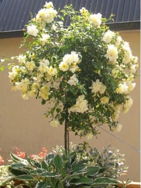 Rosier Tige 'DECOROSIERS® Celina®'