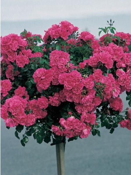 Rosier Tige 'DECOROSIERS® Emera®'