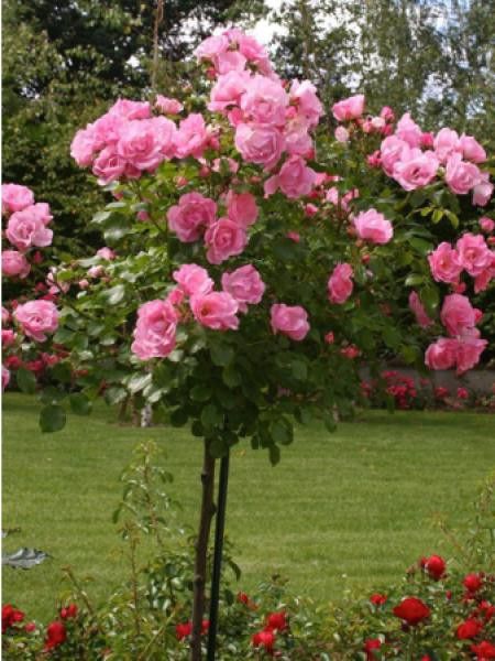 Rosier Tige 'DECOROSIERS® Mareva®'