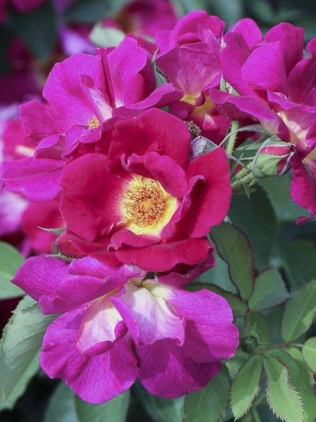 Rosier 'Weg der Sinne'