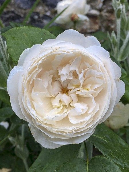 Rosier 'William and Catherine'