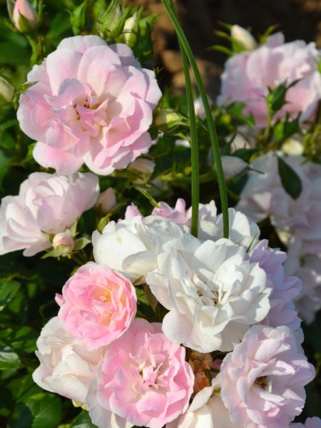 Rosier 'Yves Duteil®'