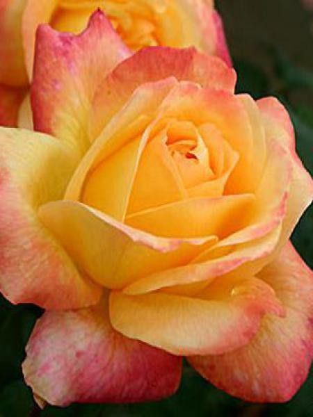 RosierThé moderne 'Speelwark'