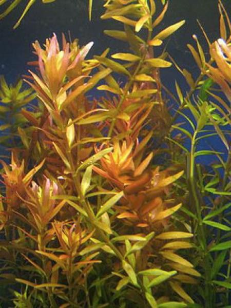 Rotala à feuilles rondes