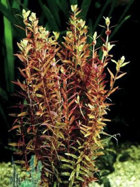 Rotala des Indes