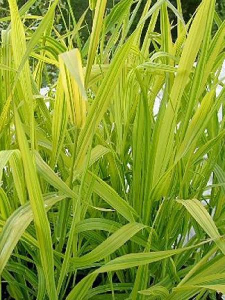 Ruban de la vierge 'Artic Sun'