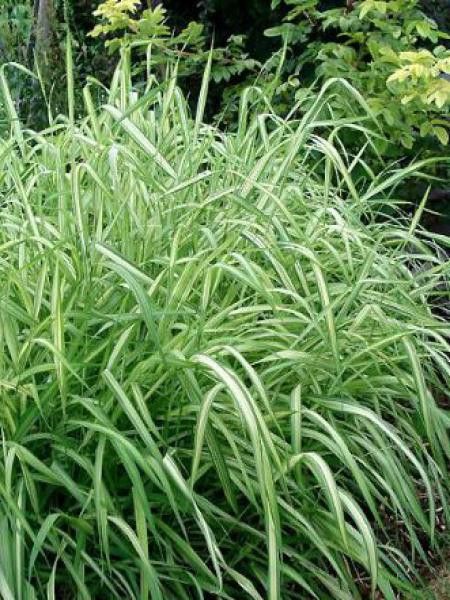 Ruban de la vierge 'Luteopicta'