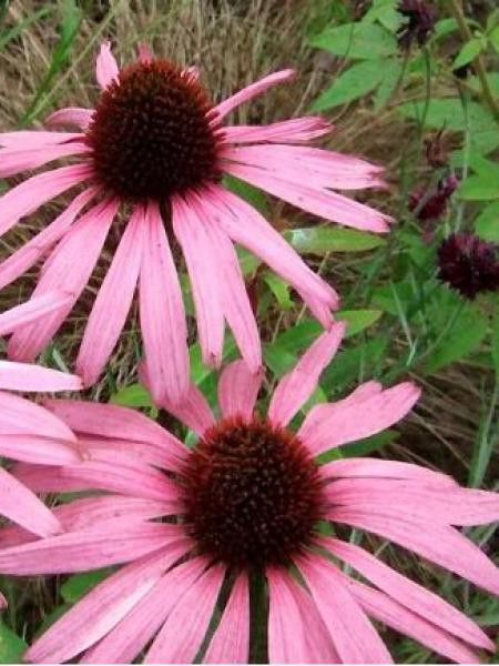 Rudbeckia pourpre 'Augustkönigin'