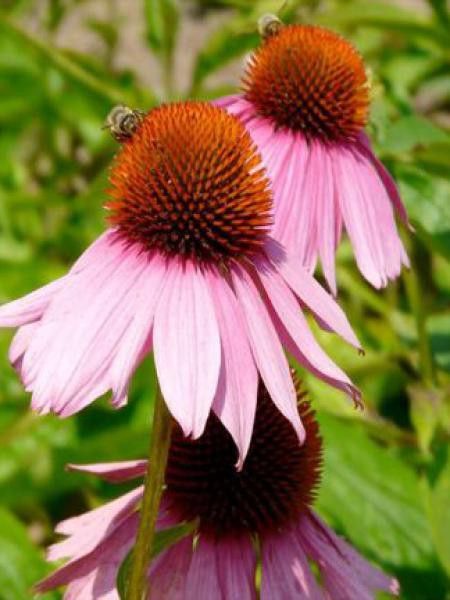Rudbeckia pourpre 'Baby Swan Pink'