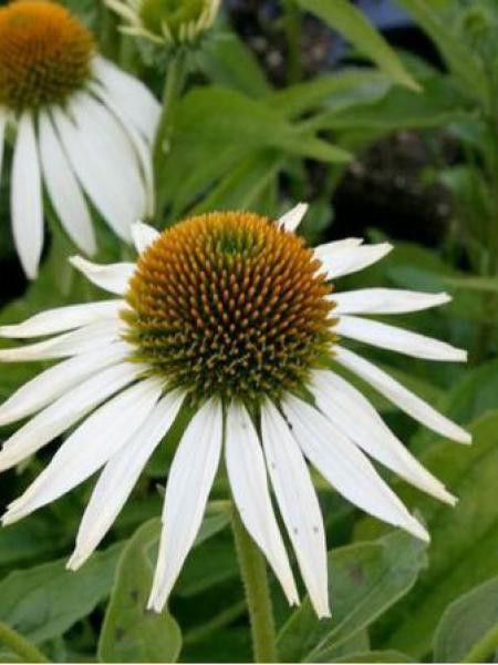 Rudbeckia pourpre 'Baby Swan White'