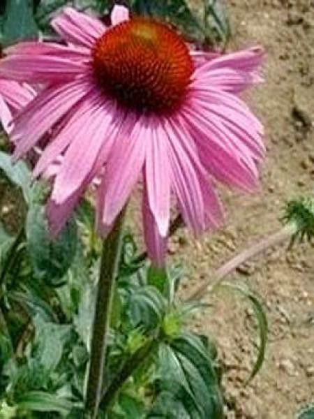 Rudbeckia pourpre 'Bright Rose'