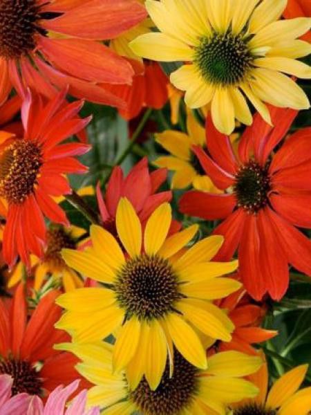 Rudbeckia pourpre 'Cheyenne Spirit'
