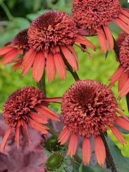 Rudbeckia pourpre 'Cinnamon Cupcake'